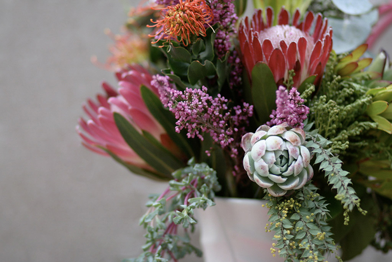 Protea 'Pink Ice'