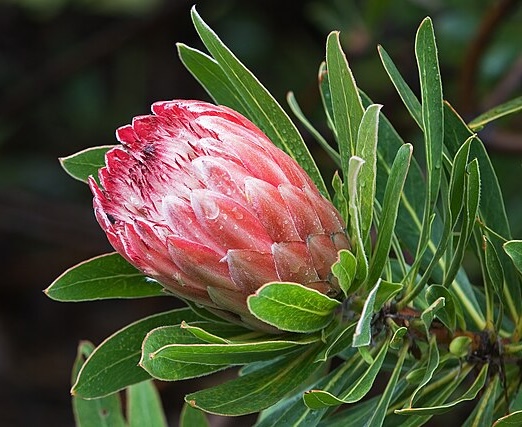 Protea 'Pink Ice'