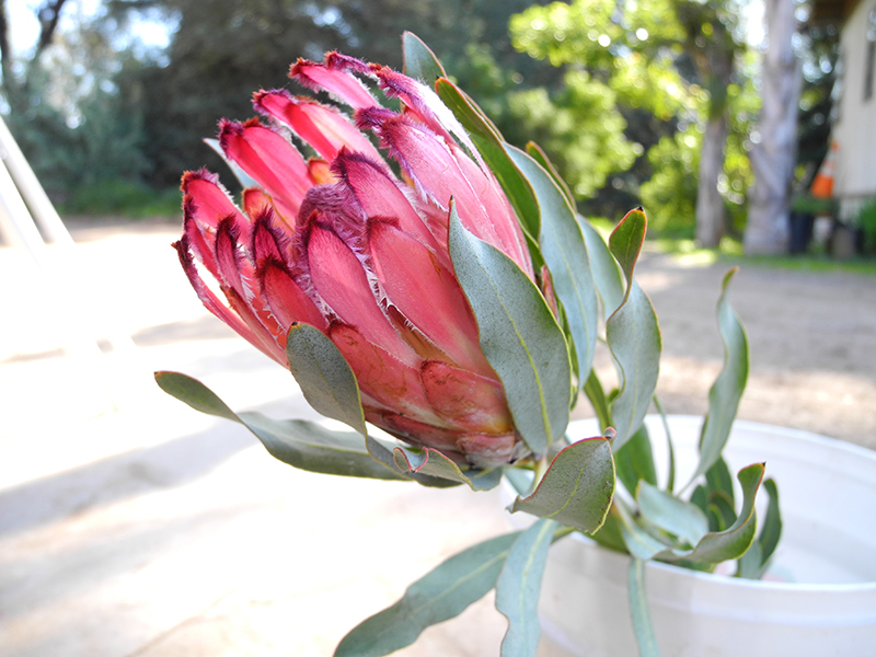 Protea 'Red Mink'