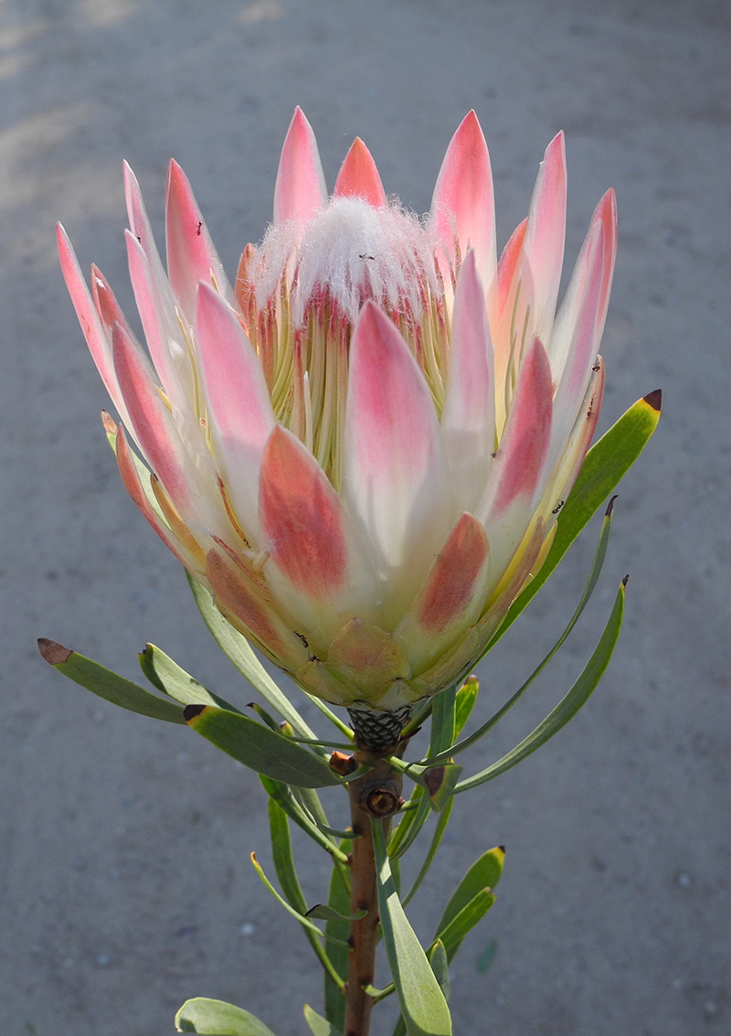 Protea repens 'Pink'