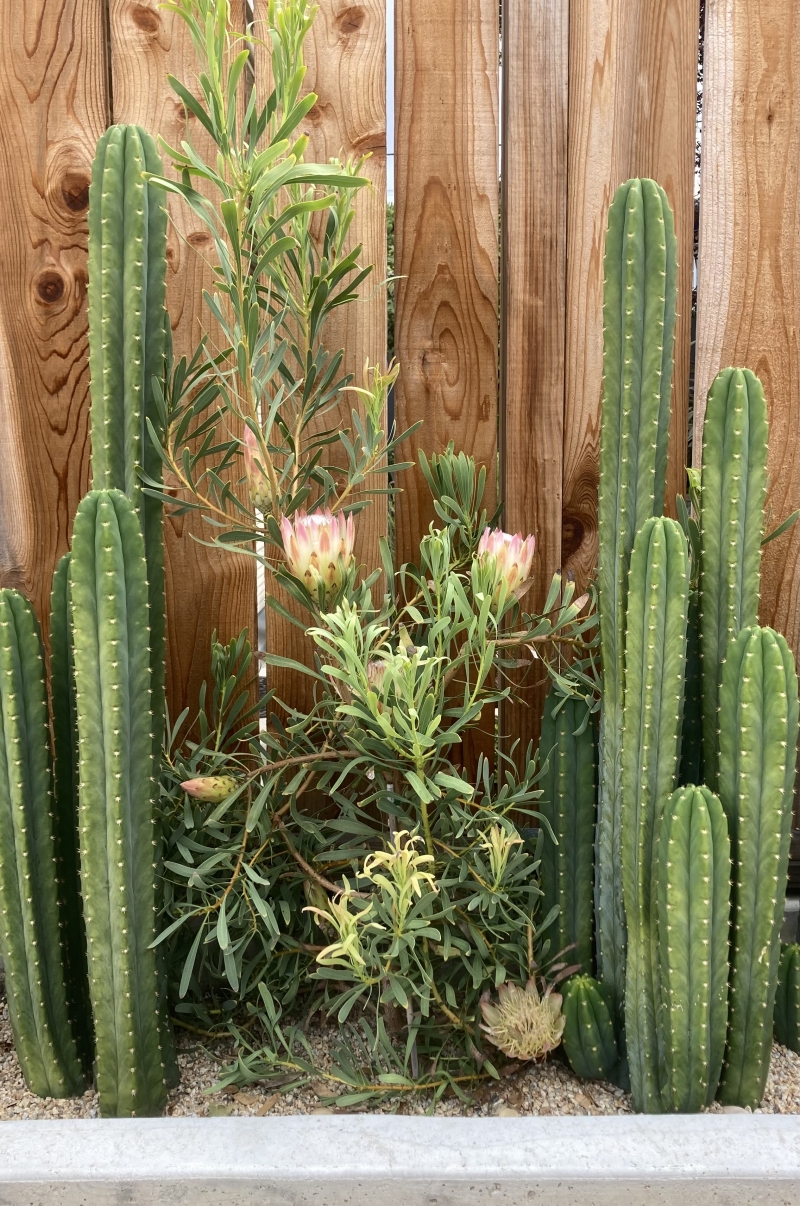 Protea repens 'Pink'