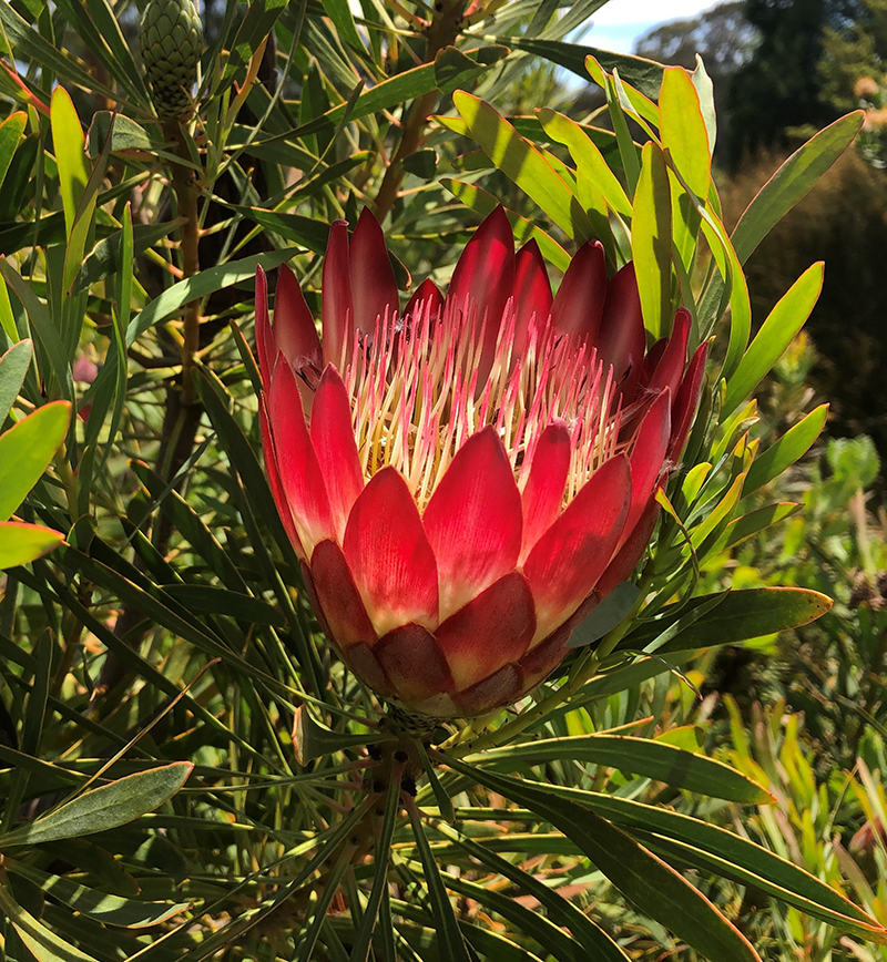 Protea repens 'Red'