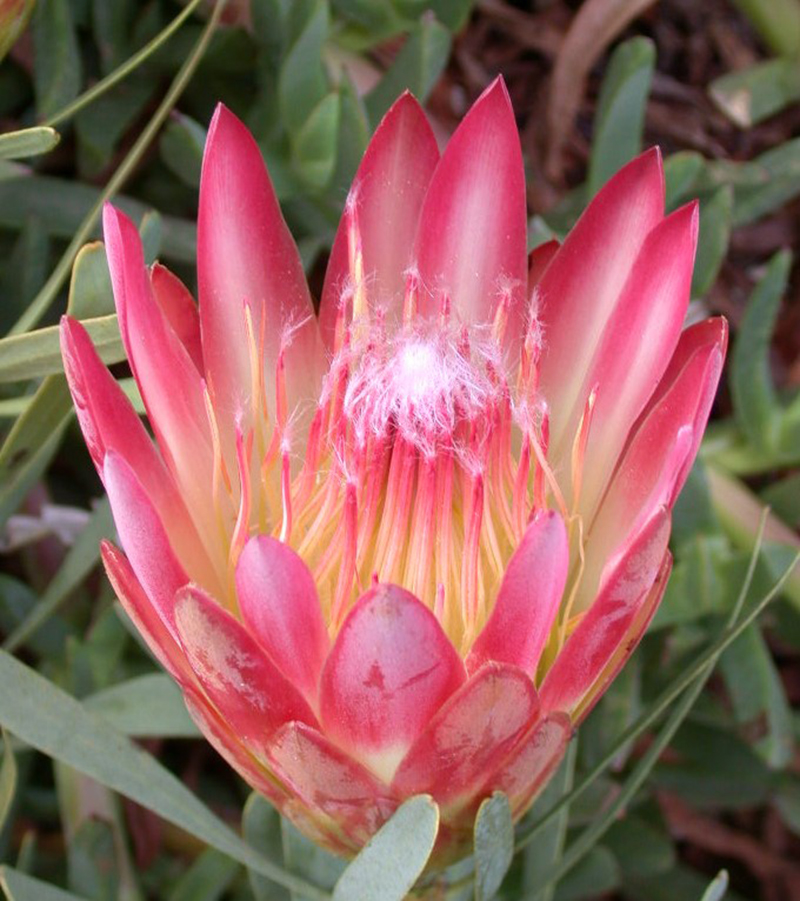 Protea repens 'Red'
