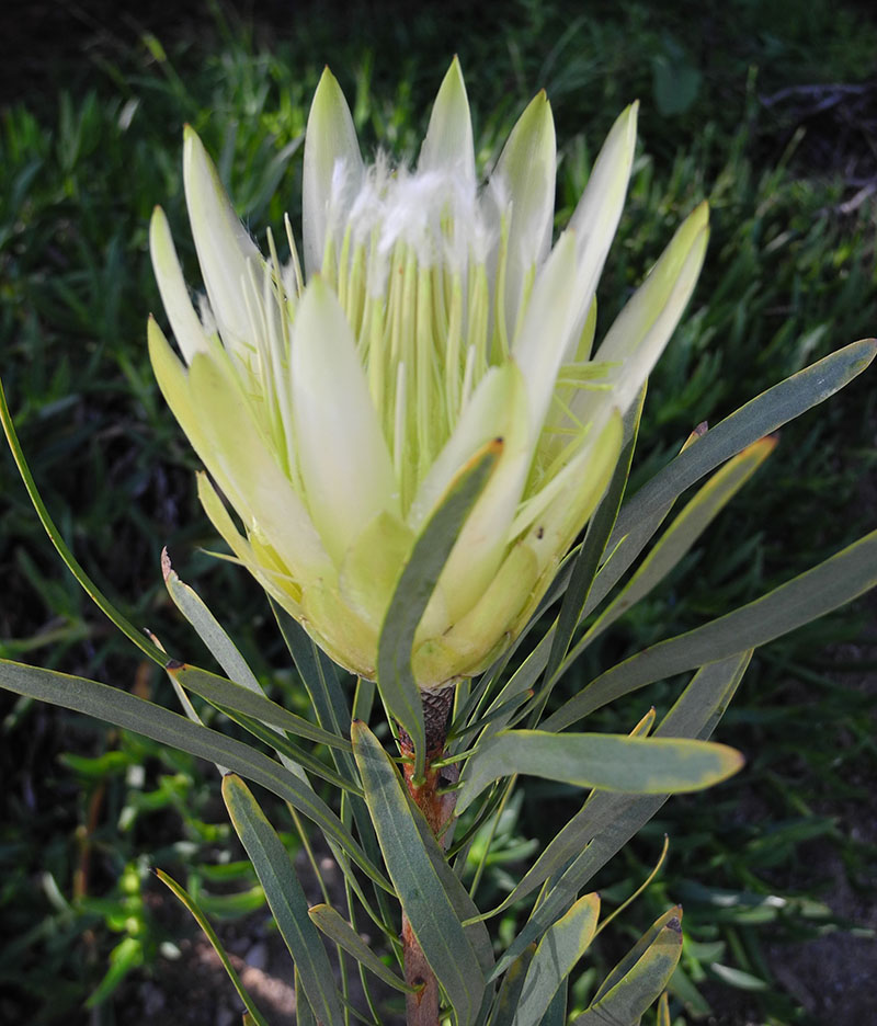 Protea repens 'White'
