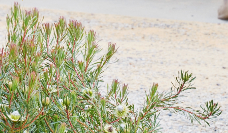 Protea scolymocephala