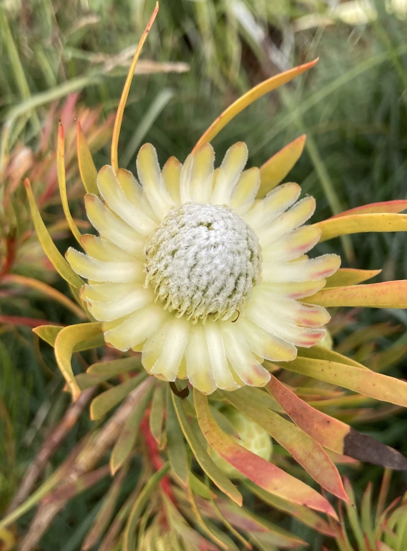 Protea scolymocephala