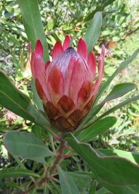 Protea susannae