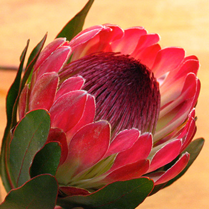 Protea 'Sylvia'