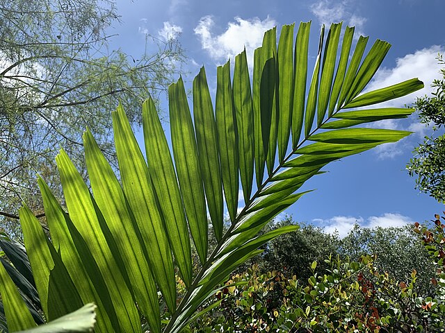 Ptychosperma elegans