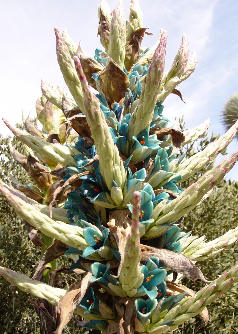 Puya alpestris