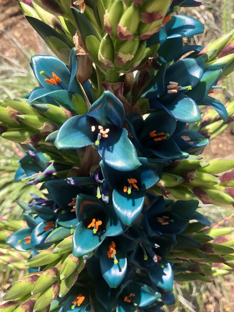 Puya alpestris