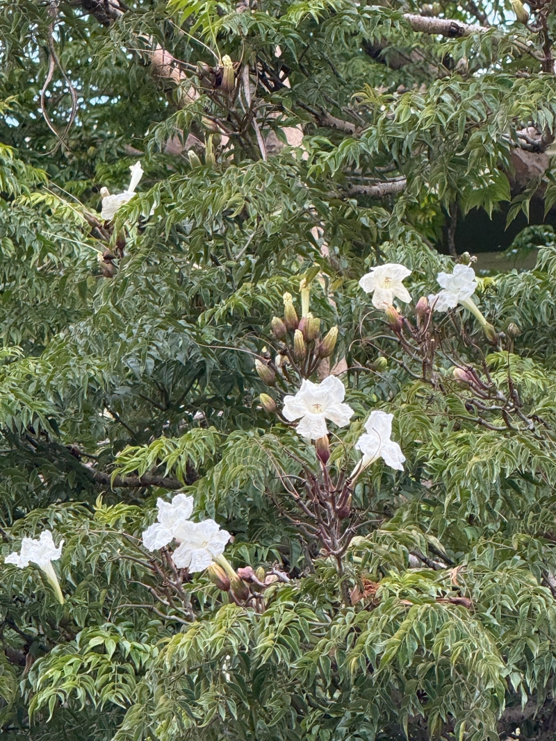 Radermachera sinica