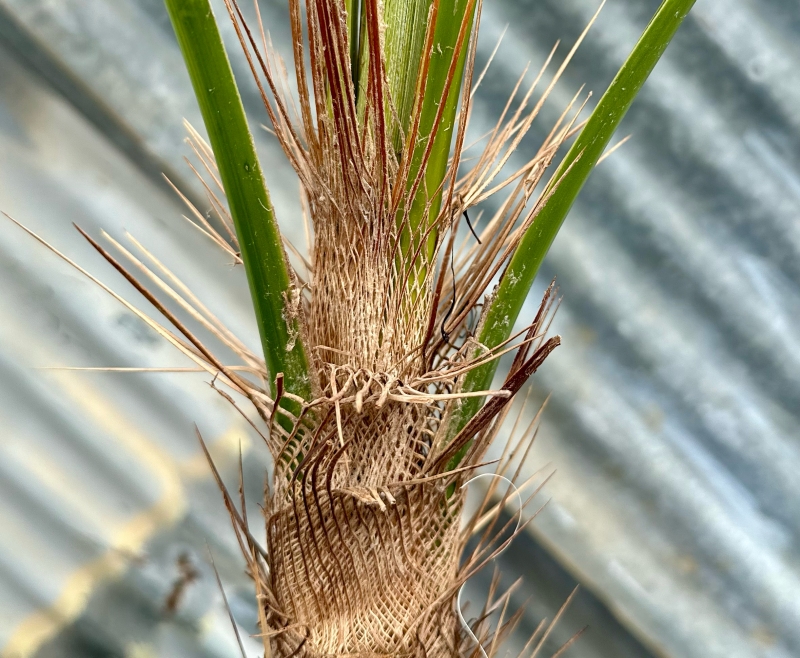 Rhapidophyllum hystrix