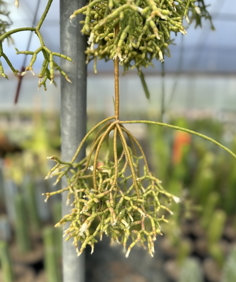 Rhipsalis cereuscula