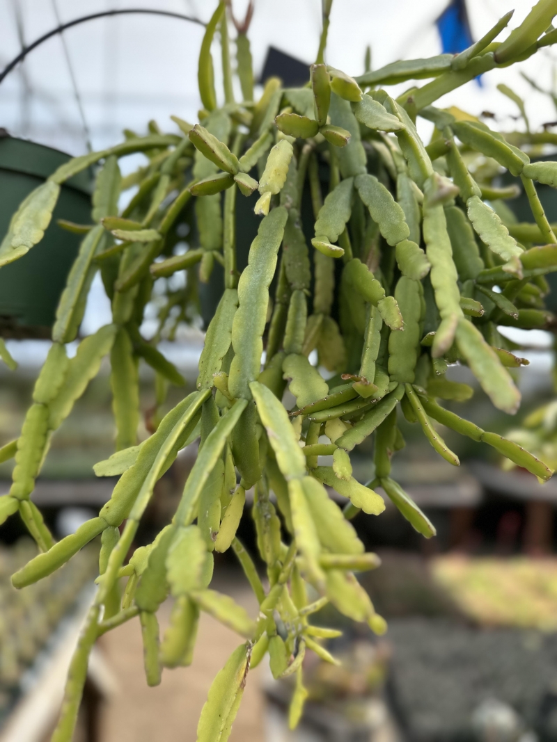 Rhipsalis (Lepismium) monacantha