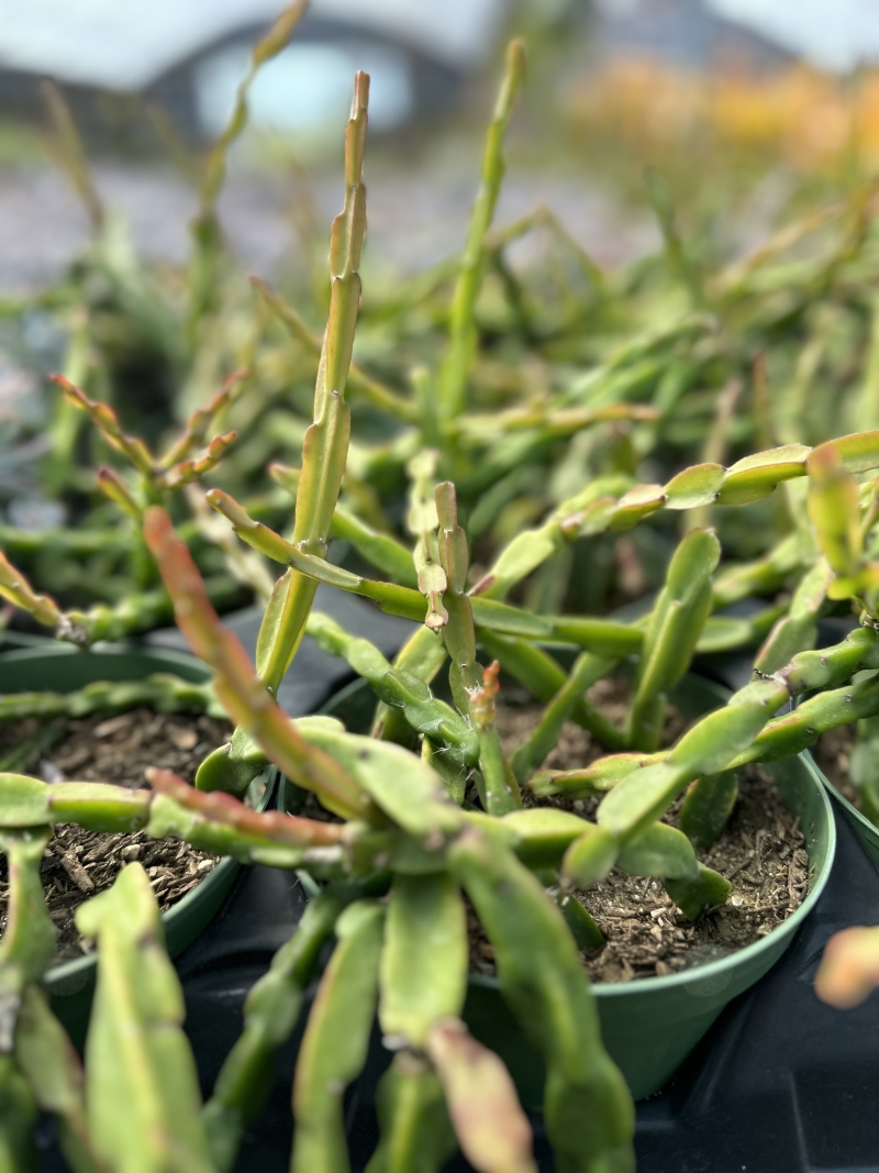 Rhipsalis paradoxa