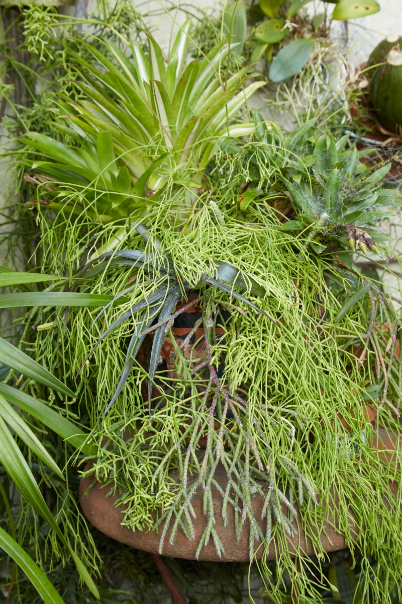 Rhipsalis teres