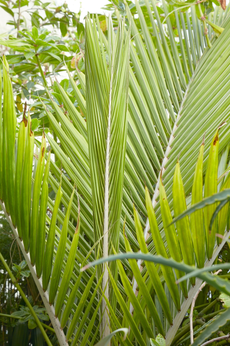 Rhopalostylis baueri