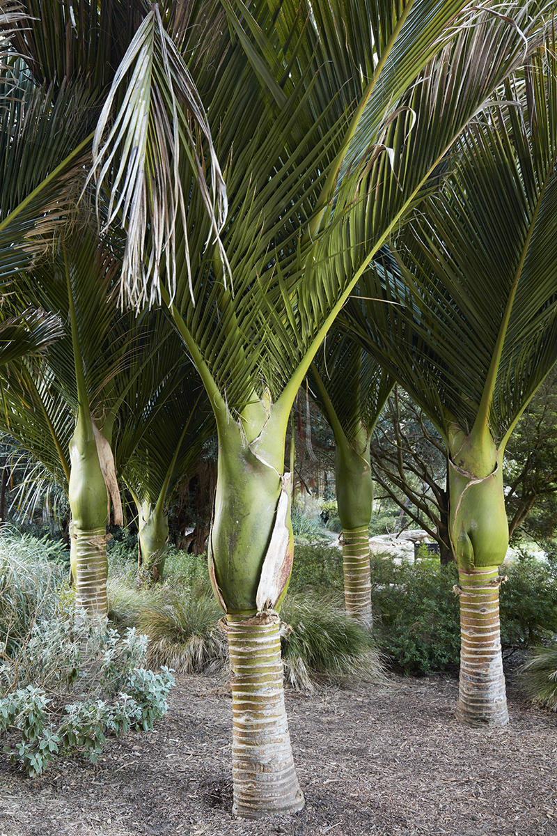 Rhopalostylis sapida 'Great Barrier Island'