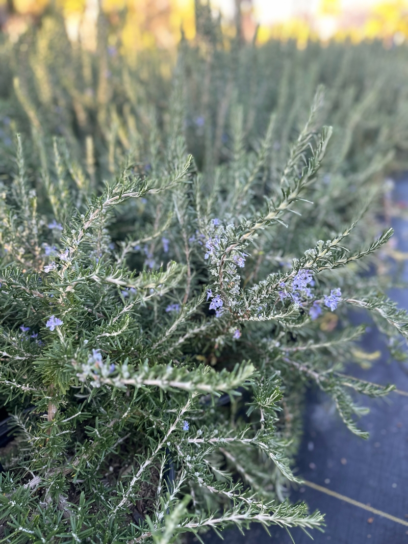 Rosmarinus officinalis 'Boule'