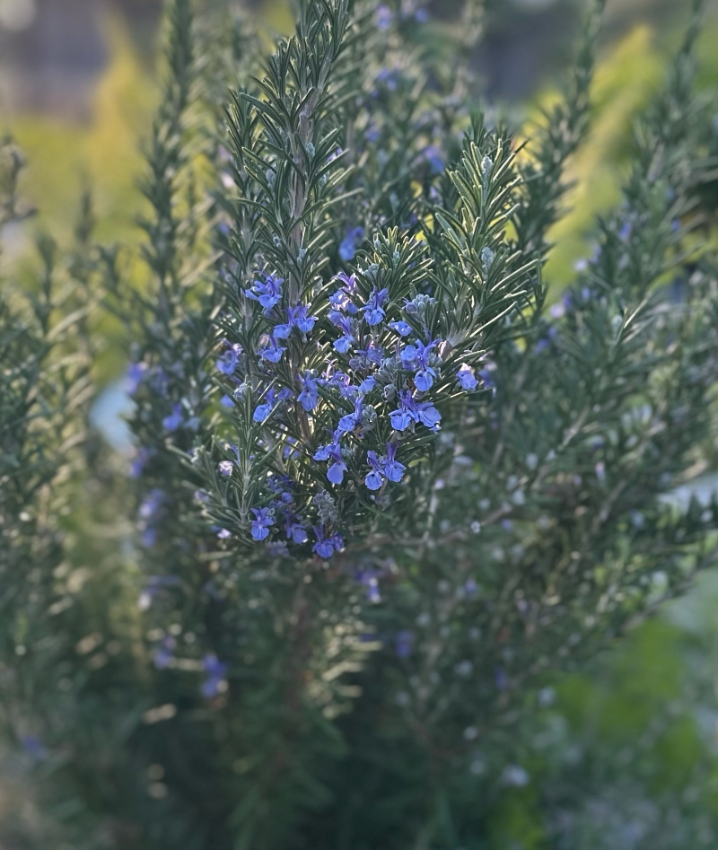 Rosmarinus officinalis 'Tuscan Blue'