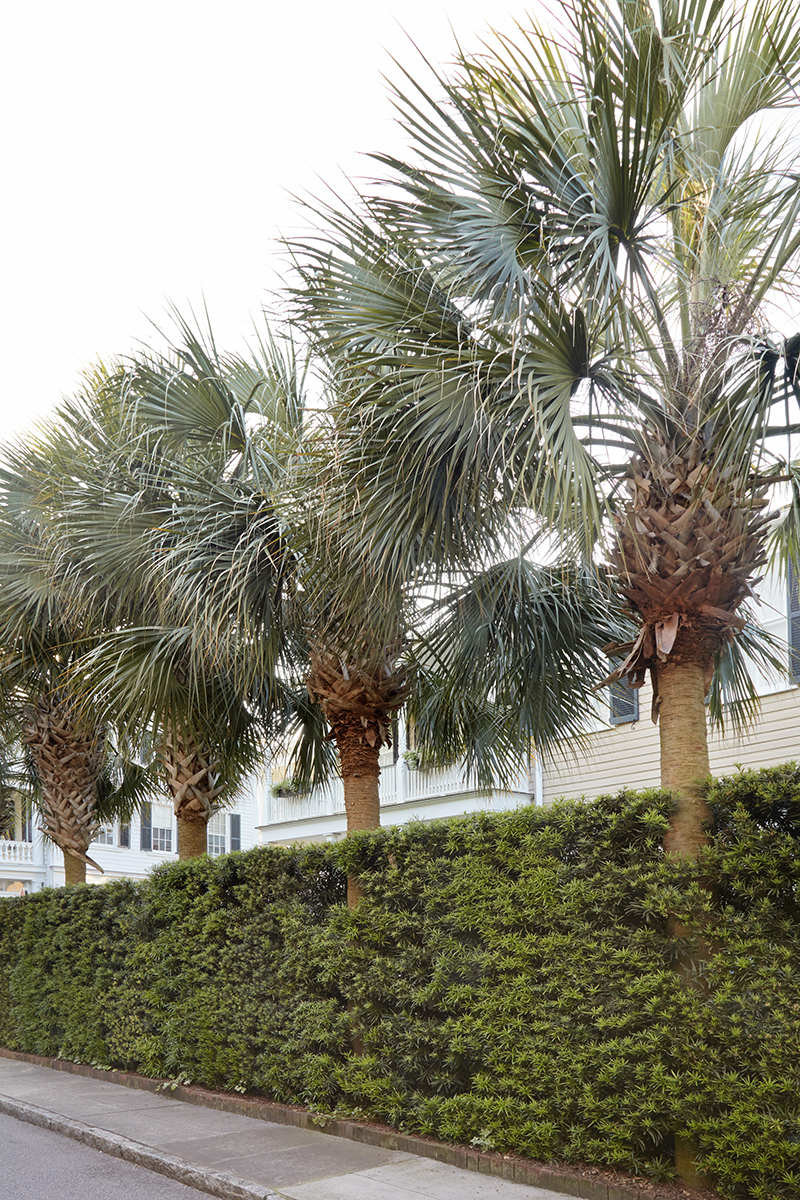 Sabal palmetto