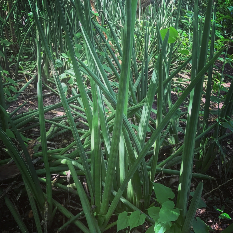 Sansevieria cylindrica