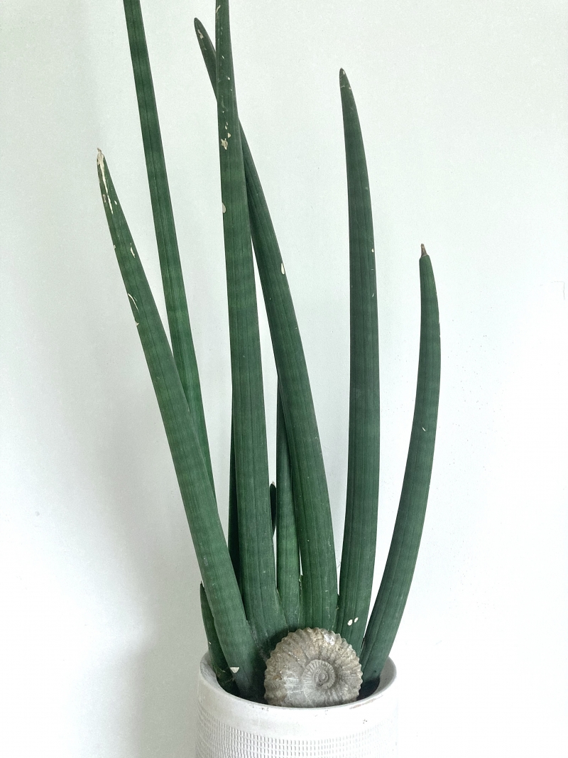 Sansevieria cylindrica