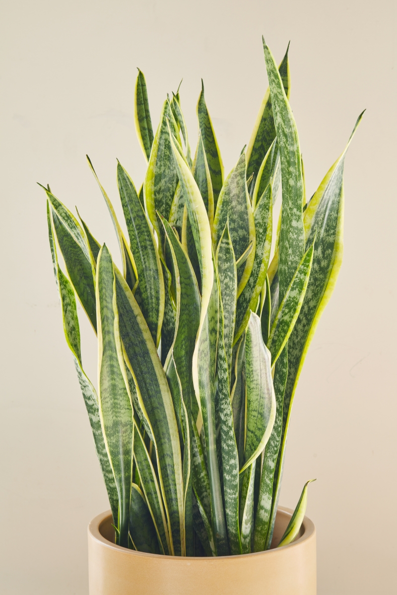 Sansevieria 'Laurentii'