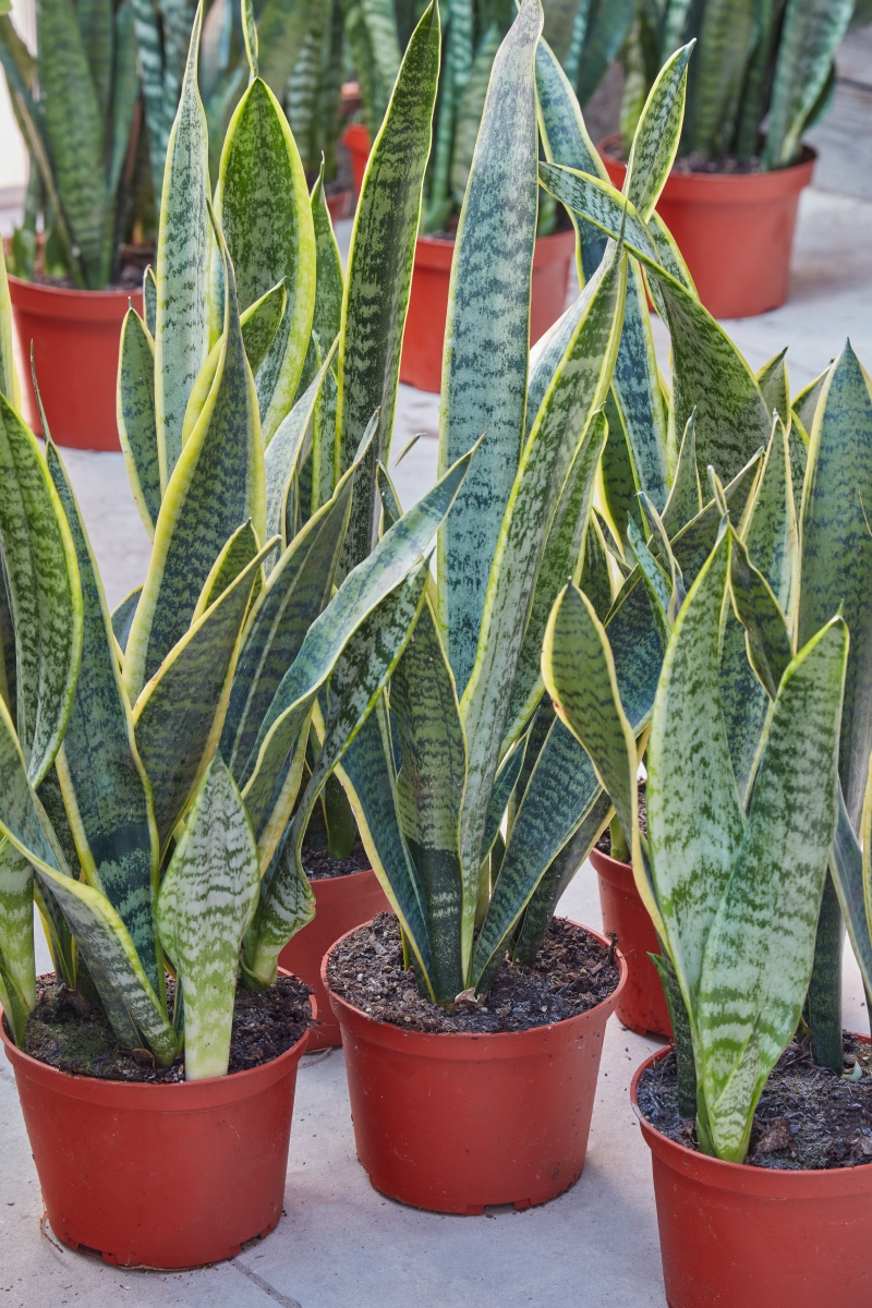 Sansevieria 'Laurentii'