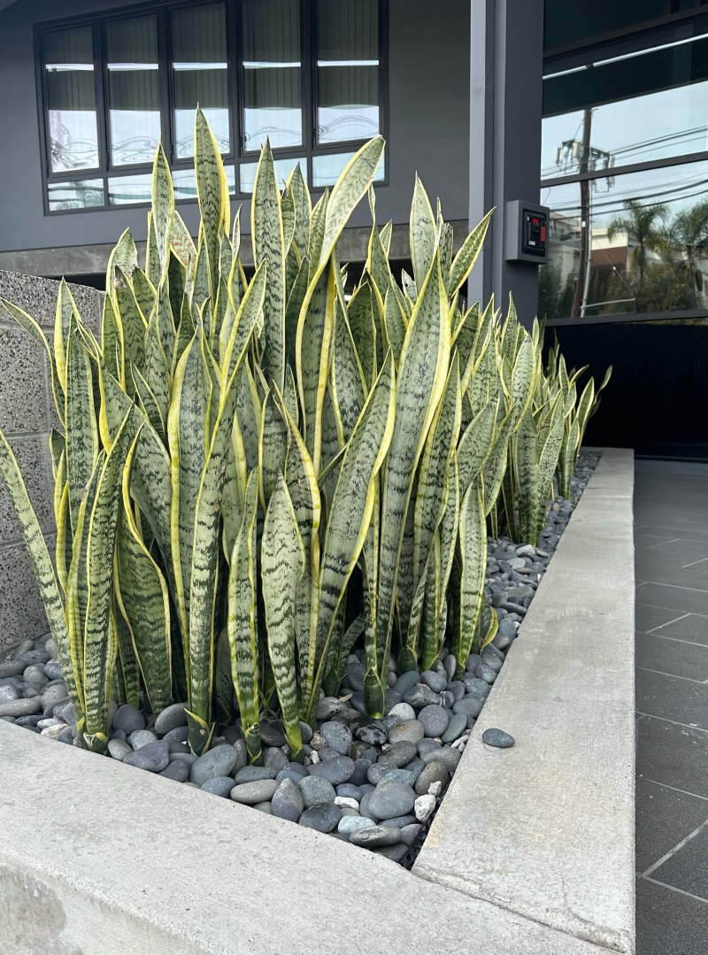 Sansevieria 'Laurentii'