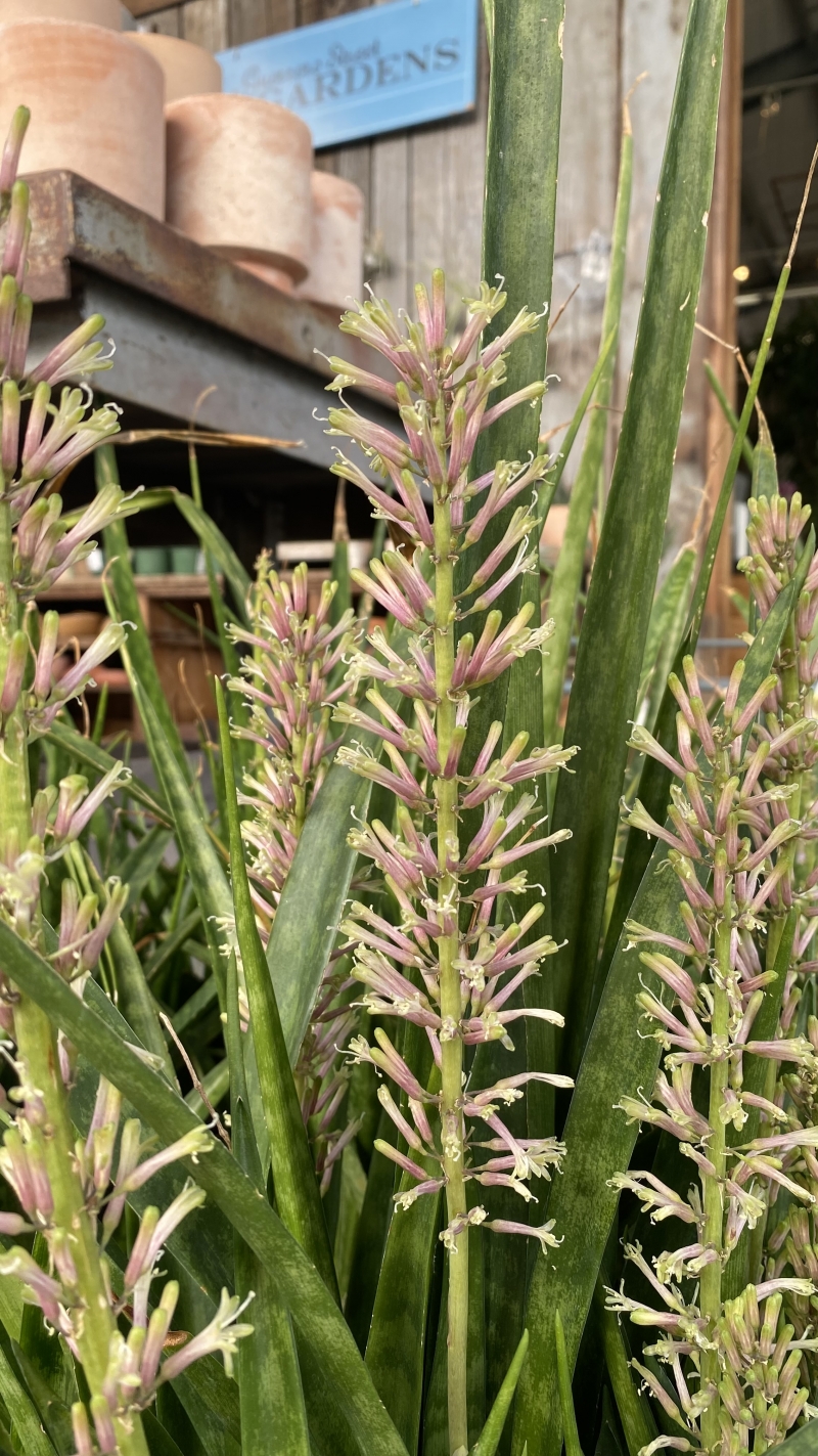 Sansevieria parva