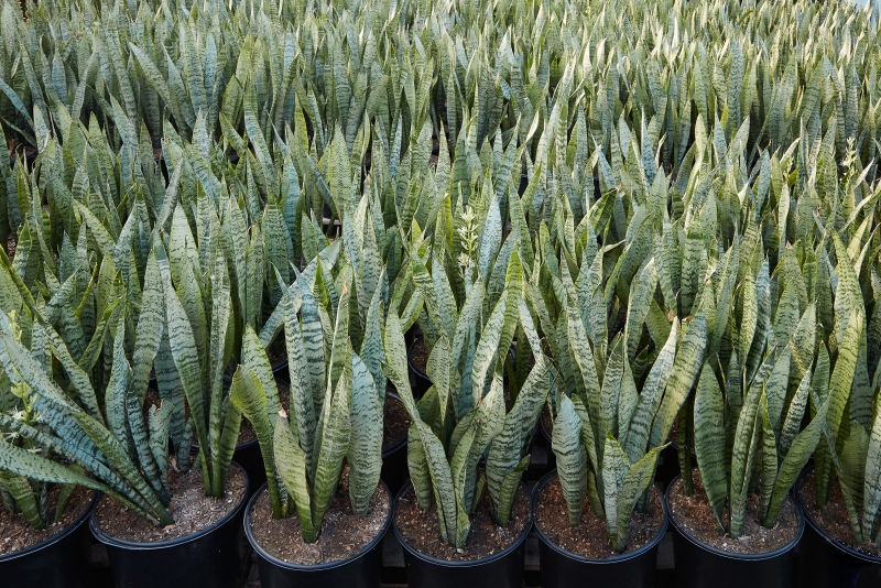 Sansevieria zeylanica