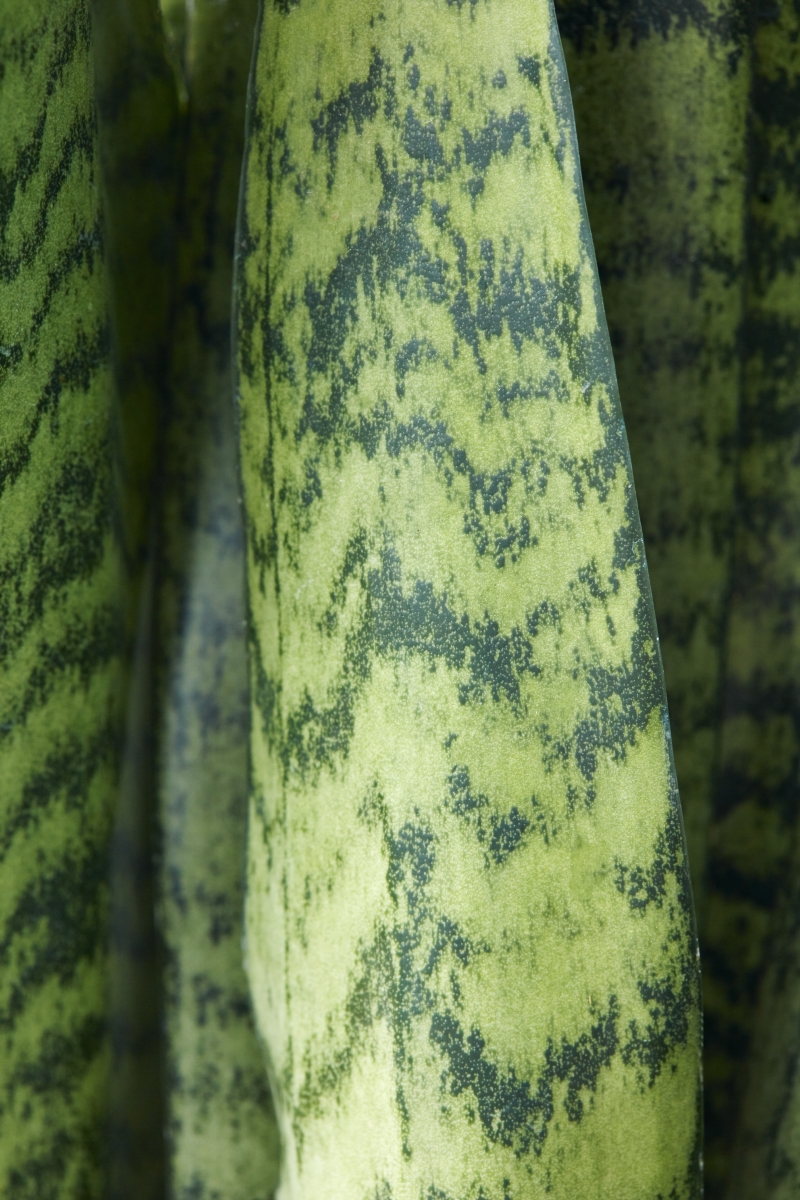 Sansevieria zeylanica