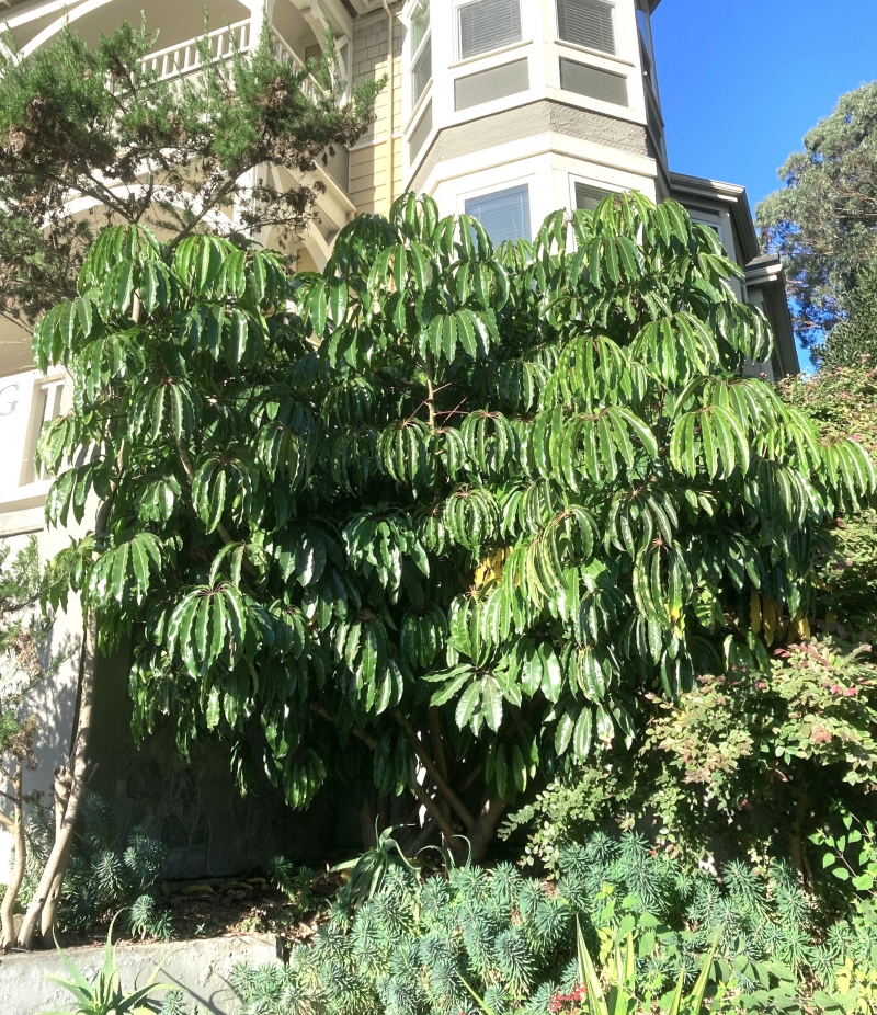 Schefflera pueckleri (Tupidanthus calyptratus)