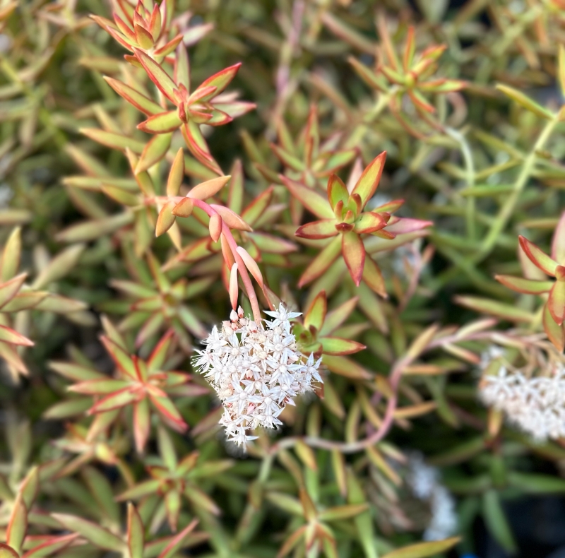 Sedum adolphii 'Firestorm'