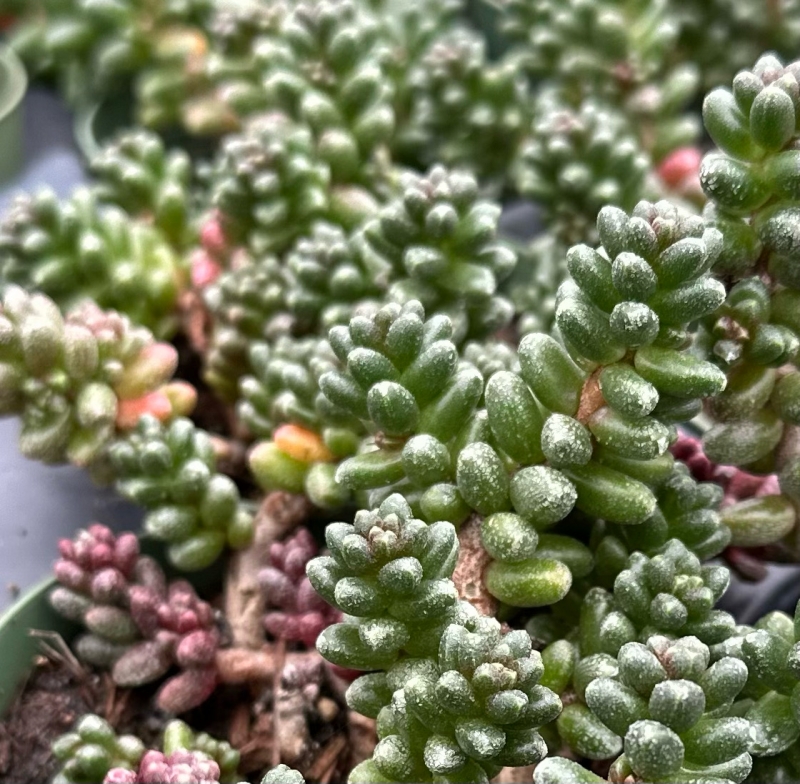 Sedum furfuraceum