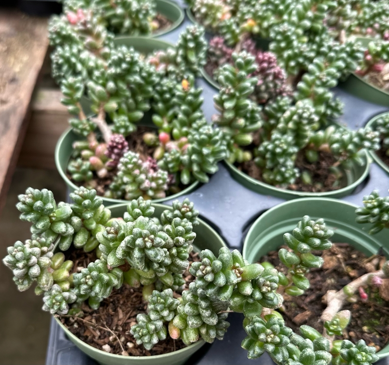 Sedum furfuraceum