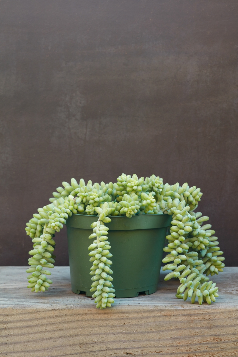 Sedum morganianum 'Burrito'