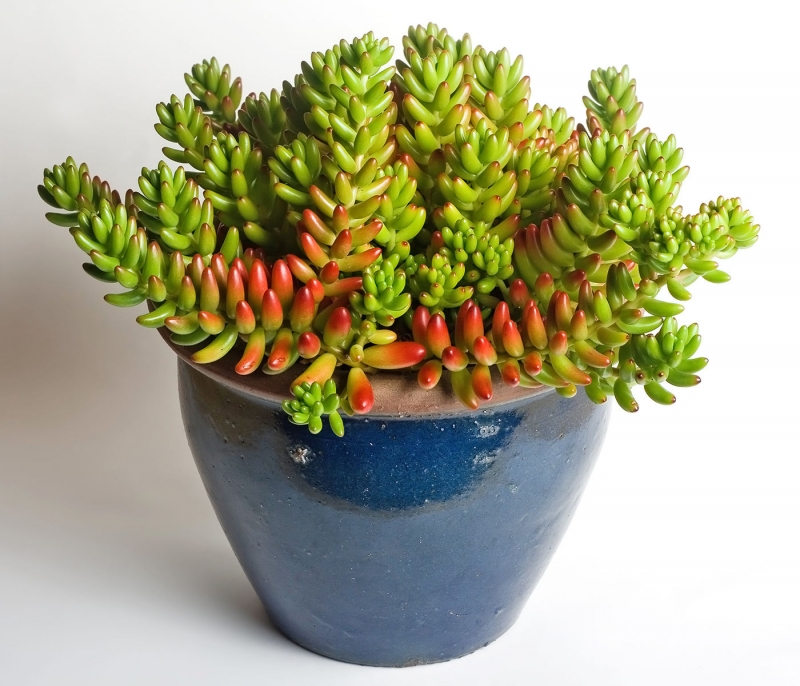 Sedum rubrotinctum