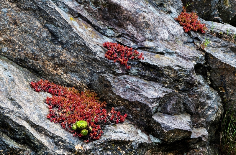 Sedum rubrotinctum