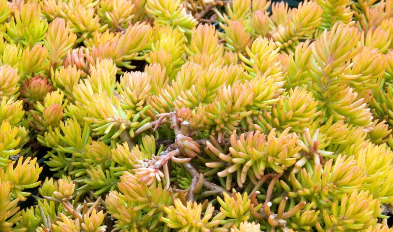 Sedum rupestre 'Angelina'