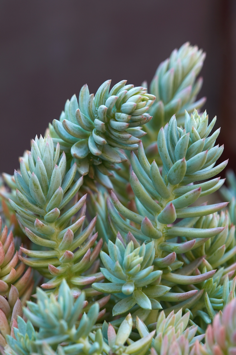 Sedum rupestre 'Sequoia'