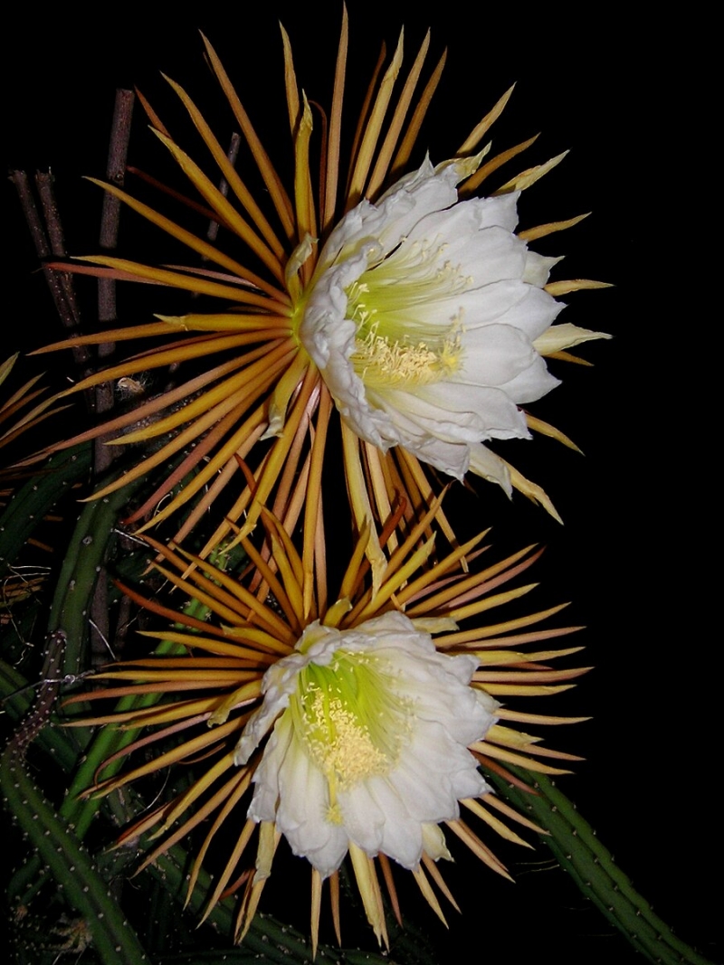 Selenicereus pteranthus