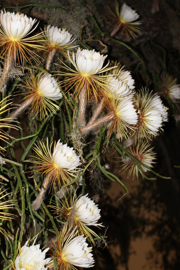 Selenicereus pteranthus