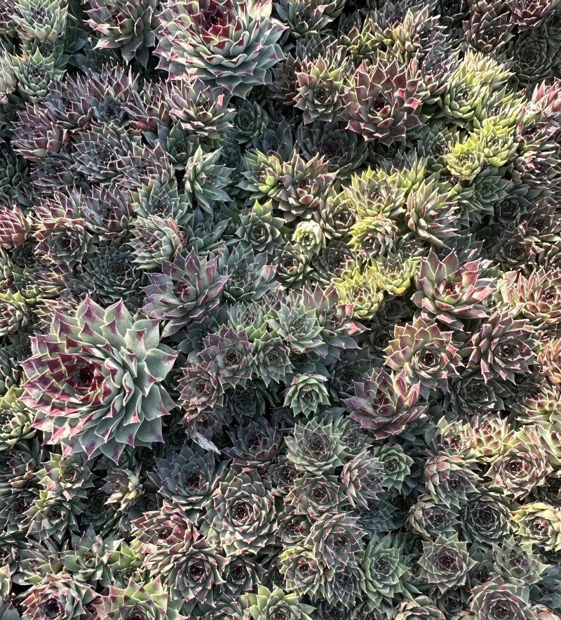 Sempervivum calcareum