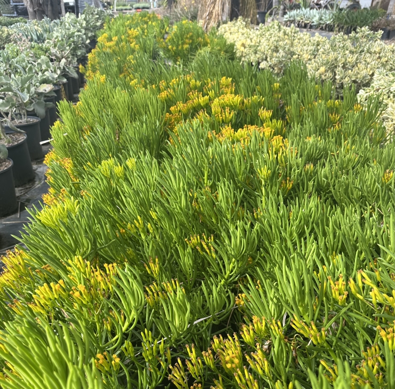 Senecio barbertonicus