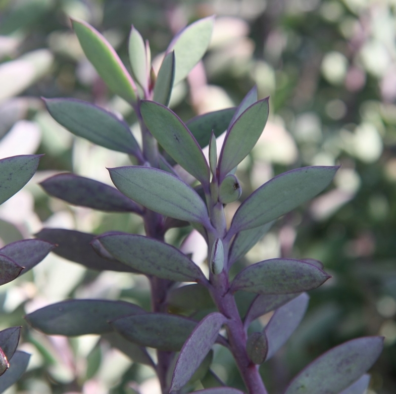 Senecio crassissimus