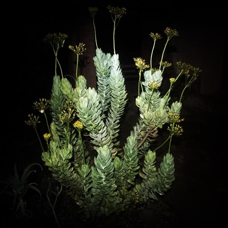 Senecio decaryi