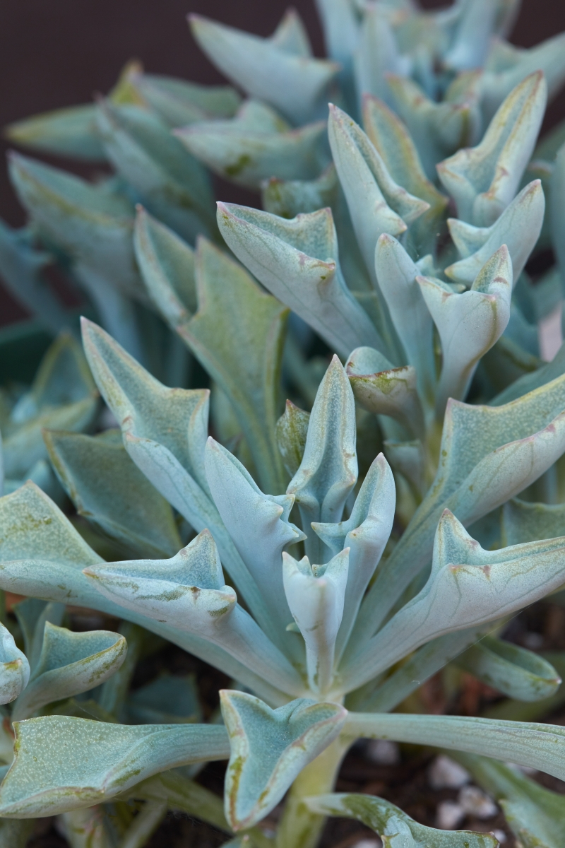 Senecio kleiniiformis